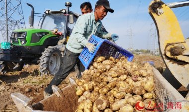 ‘ดาวเทียมเป่ยโต่ว’ หนุนเกษตรอัจฉริยะ มันฝรั่งชิงไห่ทำสถิติใหม่ 5,500 กก.ต่อหมู่