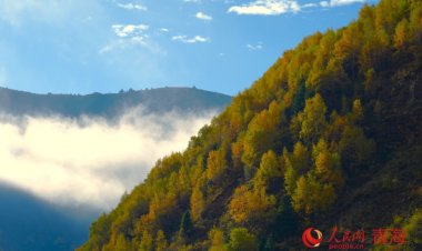 ป่าบนที่ราบสูงชิงไห่–ทิเบต แปรเปลี่ยนเป็นสีทองรับฤดูใบไม้ร่วง