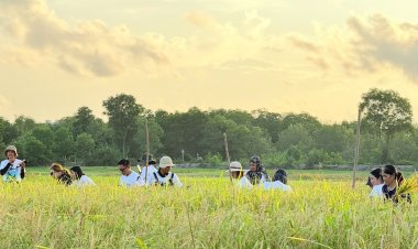 เกาะยาวพังงาพร้อมใจเก็บเกี่ยวข้าวในนาแปลงใหญ่ที่สุดในทะเลอันดามัน