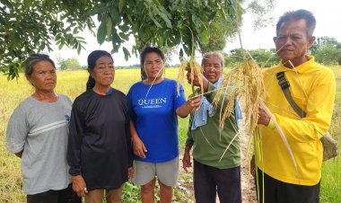 ชาวนาพิจิตรร้องทุกข์ชีวิตสุดลำเค็ญปลูกข้าวหอมมะลิ105รัฐประกาศ13,000บ./ตันถึงเวลาเก็บเกี่ยวหาผู้รับซื้อไม่ได้