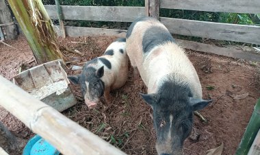 ฮือฮา!เจ้าโทนหมูแคระขี้เหงาสละโสดแล้ว สร้างครอบครัวรับลมหนาว