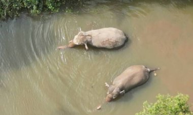 แก๊งไอ้งาช้างป่าเขาอ่างฤาไนแปดริ้วข้ามจังหวัดบุกกินนาข้าวปราจีนฯพังยับ