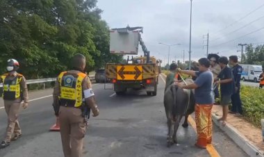 สลด!!กระบะซิ่งเสียหลักพุ่งชนฝูงควาย ตาย 5 บาดเจ็บ 2