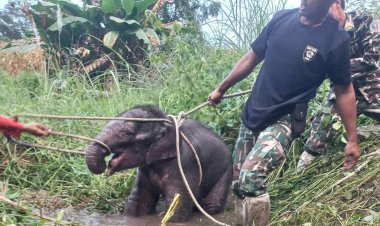 ระทึกต้อนจับลูกช้างหลุดป่าพลัดหลงเข้าเขตชุมชนชาวบ้าน 5 วัน