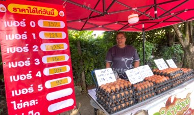 ราคาไข่ไก่เมืองตัวผันผวนต่อเนื่องปรับขึ้นลงบ่อยคาดแม่ไก่ปลดระวาง