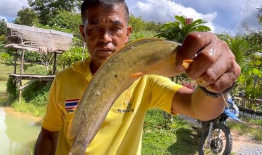 ปลาดุกแดดเดียว "บ้านไสใหญ่"วังวิเศษ ขายดิบขายดี อร่อยโดนใจลูกค้า