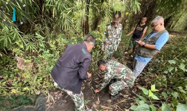 ผวาทั้งหมู่บ้านพบรอยเท้าเสือโผล่ต.แม่ปะ-วัวชาวบ้านสูญหายไร้ร่องรอย