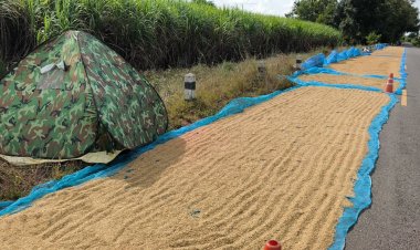 ชาวนาขอนแก่น-โคราช นอนเฝ้าข้าวเปลือก หวั่นโจรย่องขโมยกลางดึก