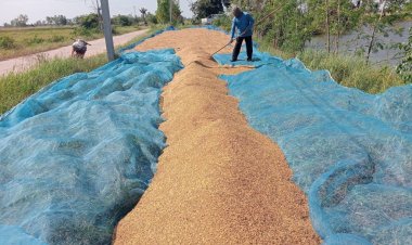 ข้าวเปลือกกก.ละ6บาทถูกกว่าบะหมี่ ชาวนากาฬสินธุ์สิ้นหวัง ติดหนี้พุ่ง