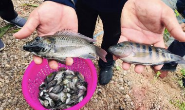 ลักลอบนำเข้าปลาต่างถิ่น ปัญหาหลักกระทบระบบนิเวศ นักวิชาการแนะรัฐแก้ที่ต้นทาง