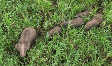 ชาวปราจีนฯผวา!เจ้าสิบล้อช้างป่าอ่างฤาไนนำโขลง6ตัวยกพลข้ามถิ่นบุกยึดไร่อ้อย