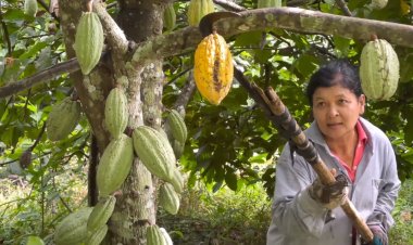 เกษตรตรังรวมกลุ่มปลูกโกโก้ในสวนยาง-ปาล์มพร้อมแปรรูปส่งขายรายได้พุ่ง