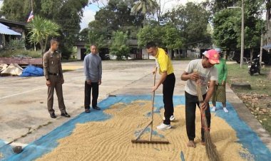 เปิดลาน‘สภ.โคกกระชาย’ให้ชาวนาตากข้าวฟรี-ปลอดภัยไร้โจรรบกวน