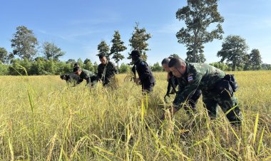 ทหารวางปืนถือเคียวเกี่ยวข้าวช่วยชาวนาชายแดไทย-กัมพูชา