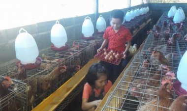 สูตรเด็ดรีดไข่ดก! เปิดเพลงกันตรึมร็อกกล่อมแม่ไก่ คลายเครียด ออกไข่ใหญ่