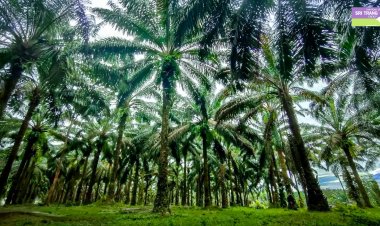 ศรีตรังฯลุยปลูกปาล์มนำร่องทั่วประเทศรับเทรนด์ราคาน้ำมันปาล์มราคาพุ่ง