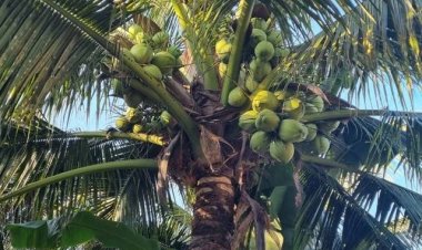 เกษตรกรราชบุรีระทม!ราคามะพร้าวดิ่งเหวเหลือ 2 บาท/ลูก ขาดทุนยับ