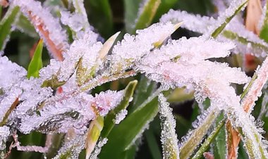 ดอยอินทนนท์ต่ำกว่าจุดเยือกแข็งเหมยขาบขาวโผล่วันที่ 2 อุณหภูมิยอดหญ้า 0.2 องศา