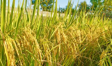 ชาวนายิ้มแกล้มปริ!ข้าวหอมพุ่ง 1.6 หมื่นบาท/ตัน-เปลือกเจ้าตันละ7.2พันบาท