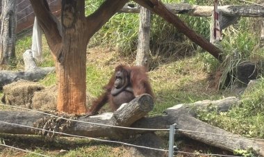 สวนสัตว์โคราชงัดสารพัดวิธีดูแลสัตว์ เพิ่มฟาง–โคมไฟ–น้ำอุ่น พร้อมพาตากแดดคลายหนาว