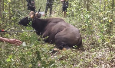 สลด!กระทิงป่าถูกกับดักปืนผูกบาดเจ็บสาหัสตายแล้ว อุทยานฯ ปางสีดเร่งล่าพรานป่ามาลงโทษ