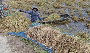 ชาวนาโคราชทุกข์หนัก ทำนาขาดทุน แถมเจอน้ำท่วมนาข้าวหนักสุดรอบ10ปี