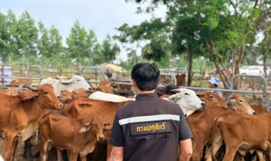 อากาศเปลี่ยนทำสัตว์เลี้ยงอ่อนแอ!ชัยภูมิลุยฉีดวัคซีน "ปากและเท้าเปื่อย" -ทำลายเชื้อโรค