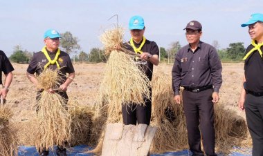 ศรีสะเกษรวมพลังปลูกข้าวในพื้นที่ส่วนพระองค์ฯตามรอยสมเด็จพระกนิษฐาธิราชเจ้า