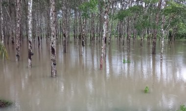 น้ำท่วมภาคใต้ กระทบสวนยางกว่า 4.1 ล้านไร่ สูญกว่า 2 พันล้านบาท