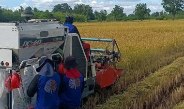 ขายข้าวสด VS แห้ง แบบไหนคุ้มกว่ากัน...!!!