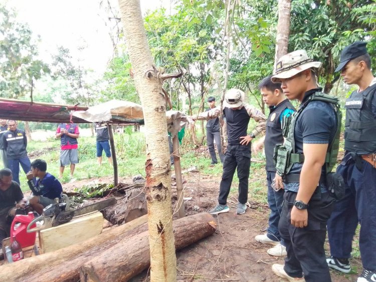 ขุนหาญจับกุมชาวบ้านลักลอบแปรรูปไม้พะยูง ไม้หวงห้ามราคาสูง