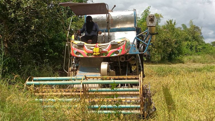 เกษตรกรกบินทร์บุรีเร่งเกี่ยวข้าวหนีช้างป่าหนีแล้งลงเขาทำรายพืชผล