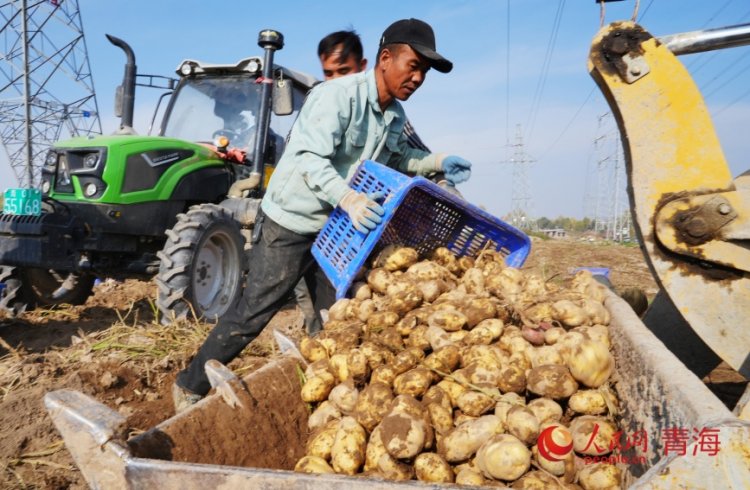‘ดาวเทียมเป่ยโต่ว’ หนุนเกษตรอัจฉริยะ มันฝรั่งชิงไห่ทำสถิติใหม่ 5,500 กก.ต่อหมู่
