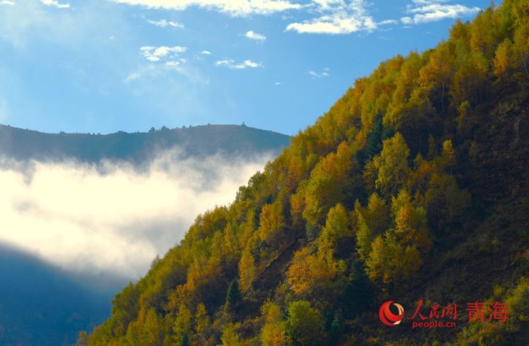 ป่าบนที่ราบสูงชิงไห่–ทิเบต แปรเปลี่ยนเป็นสีทองรับฤดูใบไม้ร่วง