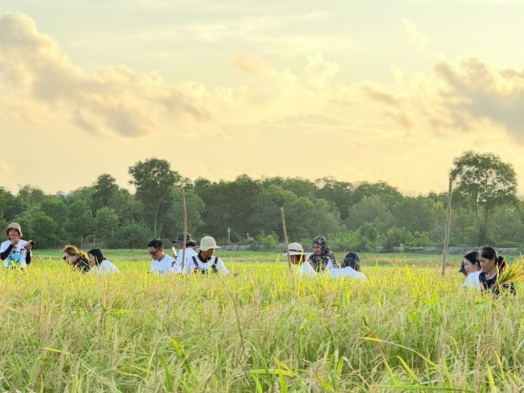 เกาะยาวพังงาพร้อมใจเก็บเกี่ยวข้าวในนาแปลงใหญ่ที่สุดในทะเลอันดามัน