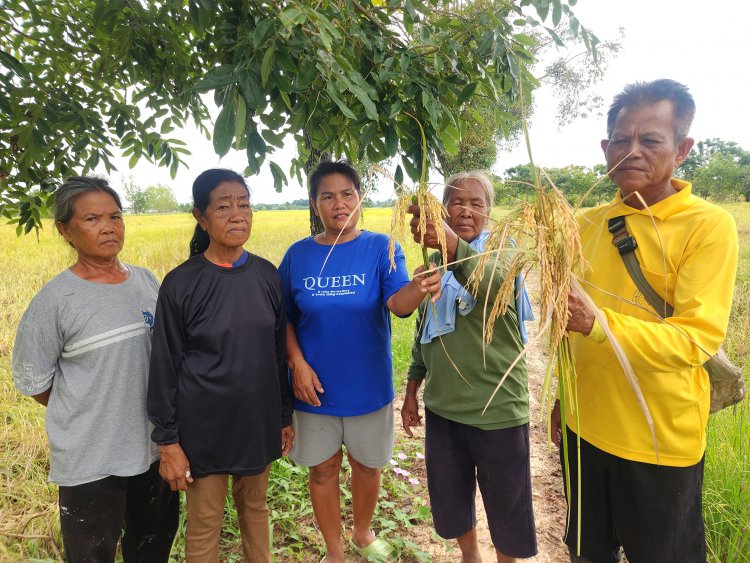 ชาวนาพิจิตรร้องทุกข์ชีวิตสุดลำเค็ญปลูกข้าวหอมมะลิ105รัฐประกาศ13,000บ./ตันถึงเวลาเก็บเกี่ยวหาผู้รับซื้อไม่ได้