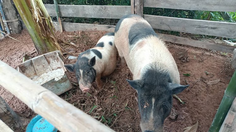 ฮือฮา!เจ้าโทนหมูแคระขี้เหงาสละโสดแล้ว สร้างครอบครัวรับลมหนาว