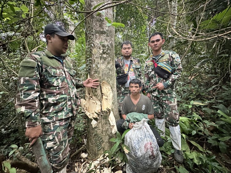 รวบแก๊งลอบตัดไม้หอมบนอุทยานฯเขาใหญ่พร้อมของกลาง