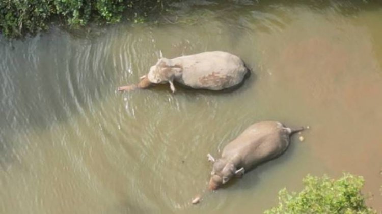 แก๊งไอ้งาเดียวช้างป่าเขาอ่างฤาไนแปดริ้วข้ามจังหวัดบุกกินนาข้าวปราจีนฯพังยับ