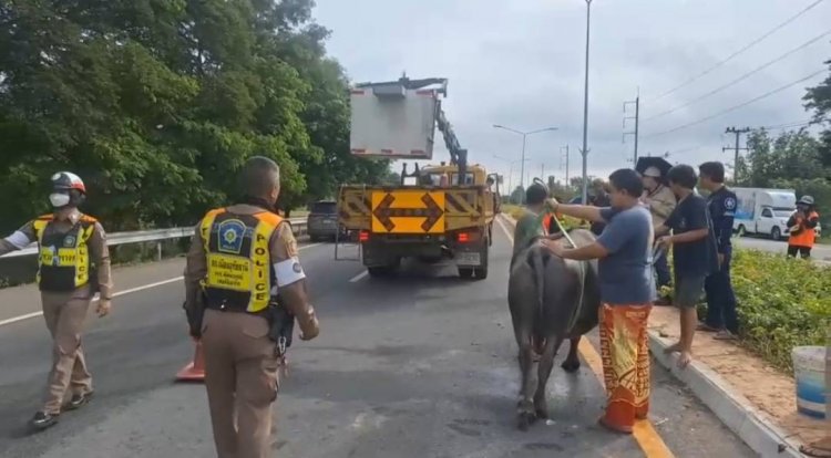 สลด!!กระบะซิ่งเสียหลักพุ่งชนฝูงควาย ตาย 5 บาดเจ็บ 2