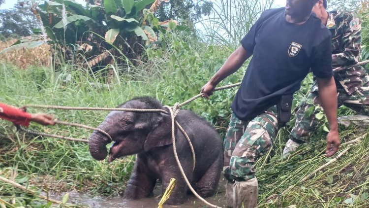 ระทึกต้อนจับลูกช้างหลุดป่าพลัดหลงเข้าเขตชุมชนชาวบ้าน 5 วัน