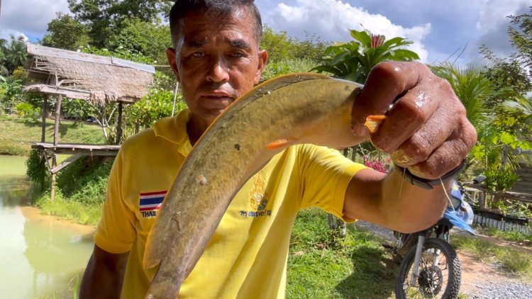 ปลาดุกแดดเดียว "บ้านไสใหญ่"วังวิเศษ ขายดิบขายดี อร่อยโดนใจลูกค้า