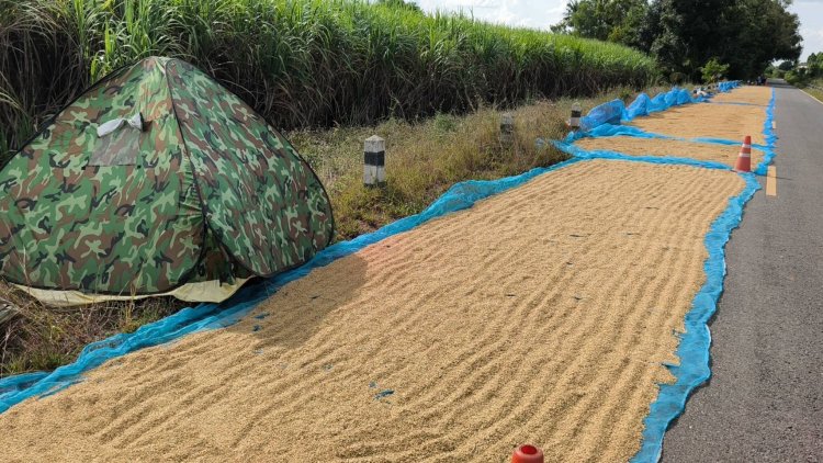 ชาวนาขอนแก่น-โคราช นอนเฝ้าข้าวเปลือก หวั่นโจรย่องขโมยกลางดึก