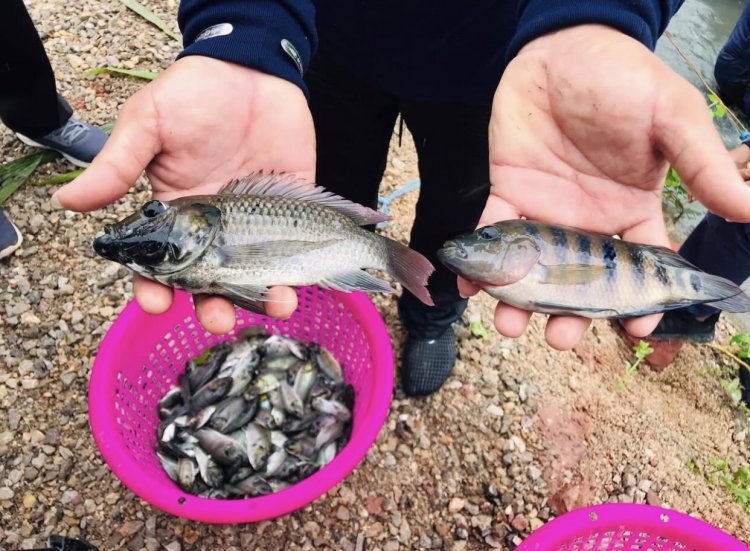 ลักลอบนำเข้าปลาต่างถิ่น ปัญหาหลักกระทบระบบนิเวศ นักวิชาการแนะรัฐแก้ที่ต้นทาง