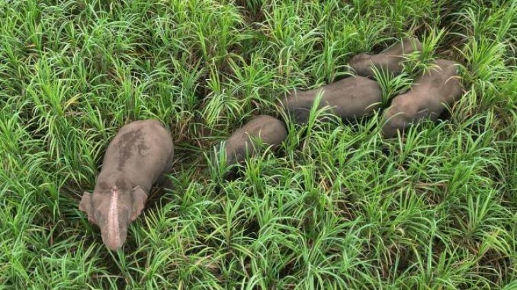 ชาวปราจีนฯผวา!เจ้าสิบล้อช้างป่าอ่างฤาไนนำโขลง6ตัวยกพลข้ามถิ่นบุกยึดไร่อ้อย