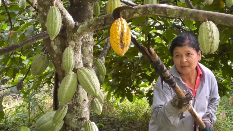 เกษตรกรตรังรวมกลุ่มปลูกโกโก้ในสวนยาง-ปาล์มพร้อมแปรรูปส่งขายรายได้พุ่ง