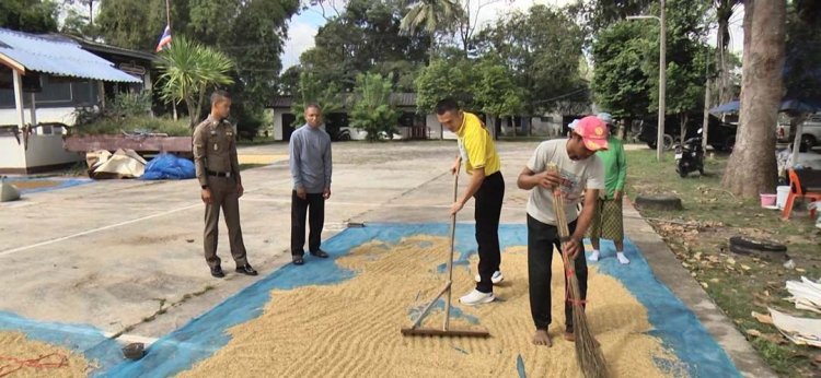 เปิดลาน‘สภ.โคกกระชาย’ให้ชาวนาตากข้าวฟรี-ปลอดภัยไร้โจรรบกวน