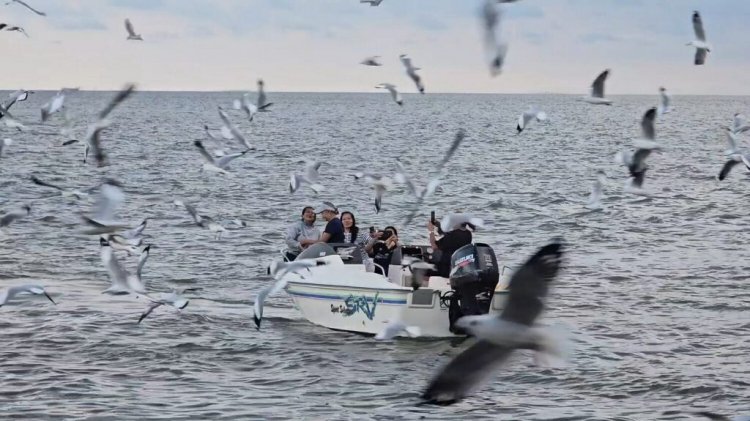 นกนางนวลคืนถิ่น "ดอนหอยหลอด"เทศกาลท่องเที่ยวปลายปีที่แม่กลอง