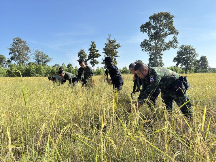 ทหารวางปืนถือเคียวเกี่ยวข้าวช่วยชาวนาชายแดไทย-กัมพูชา