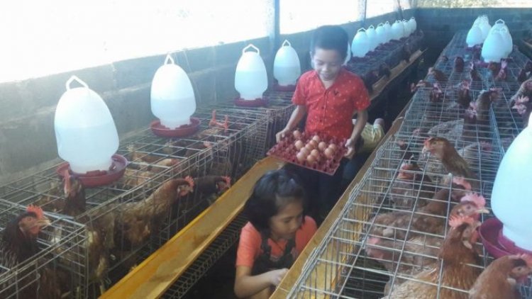 สูตรเด็ดรีดไข่ดก! เปิดเพลงกันตรึมร็อกกล่อมแม่ไก่ คลายเครียด ออกไข่ใหญ่